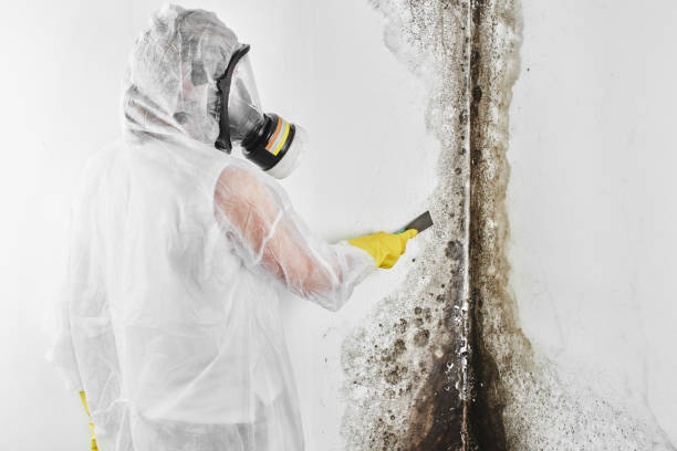 Best Best Mold Removal Companies  in Rothschild, WI