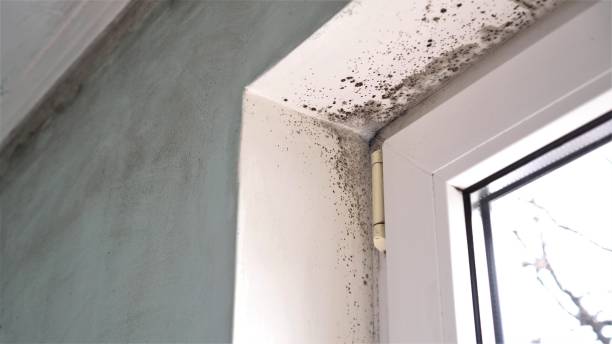 Best Mold Removal Process  in Rothschild, WI