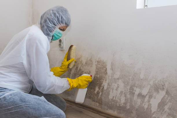 Professional Mold Removal in Rothschild, WI