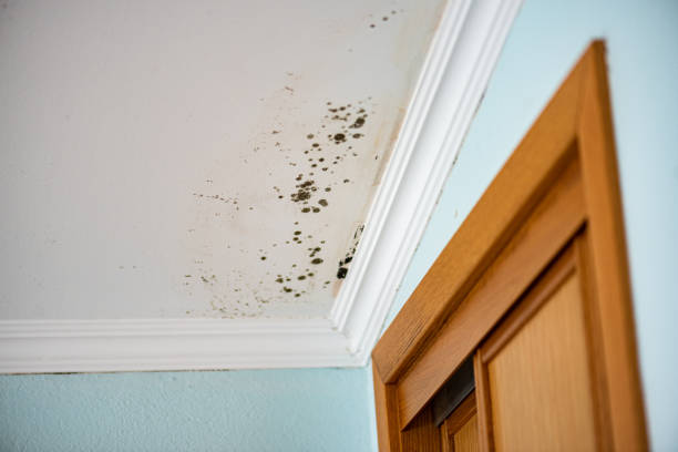 Attic Mold Removal in Rothschild, WI