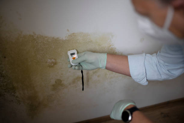 Best Local Mold Removal Service  in Rothschild, WI