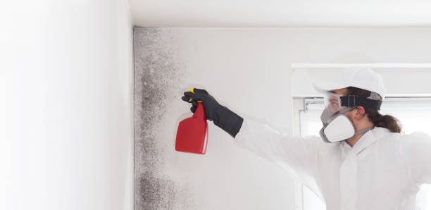 Best Mold Remediation  in Rothschild, WI