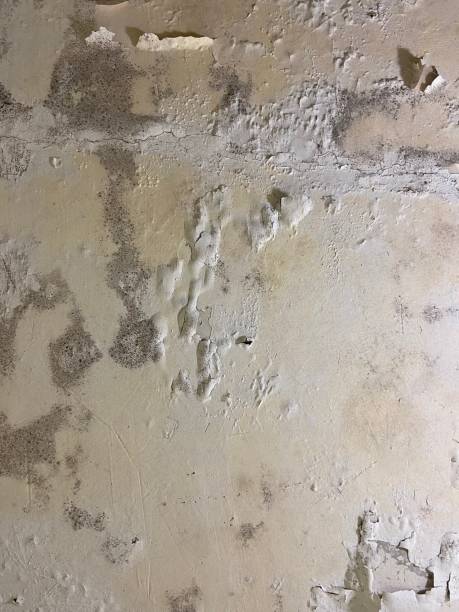 Best Emergency Mold Removal  in Rothschild, WI