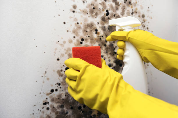 Best Attic Mold Removal  in Rothschild, WI