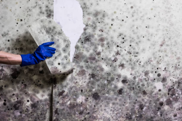Best Mold Testing  in Rothschild, WI