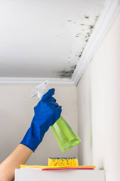 Best Black Mold Removal  in Rothschild, WI